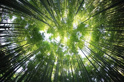 Bamboo Below