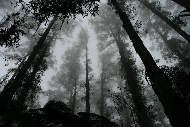 Bw Forest