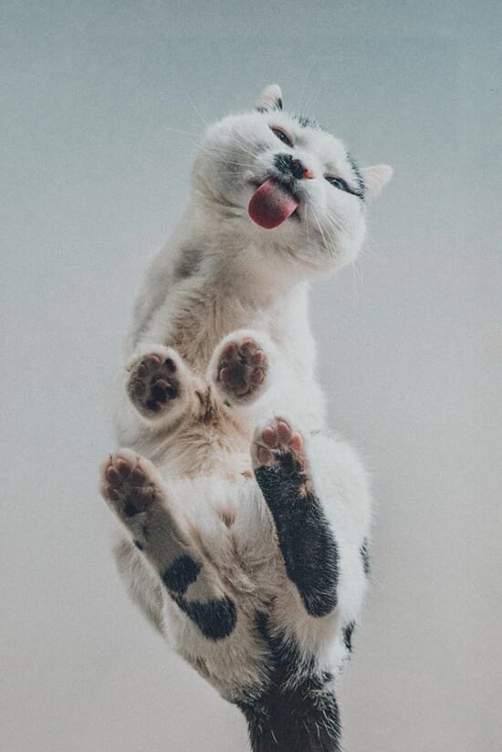 Cat Lick