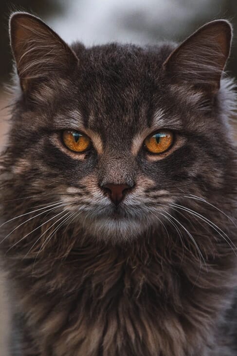 Cat Mean