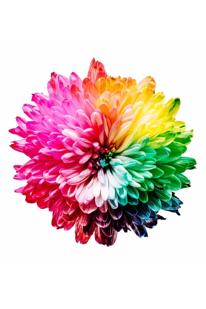 Color Flower