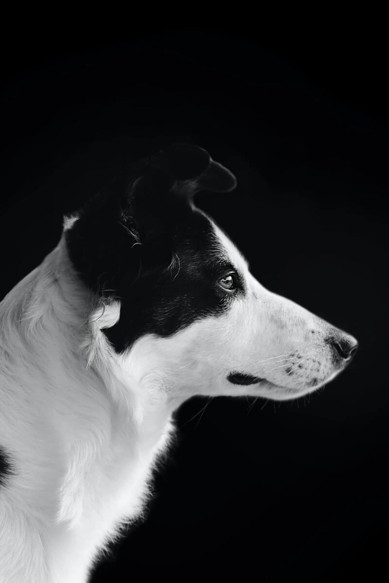 Dog Bw