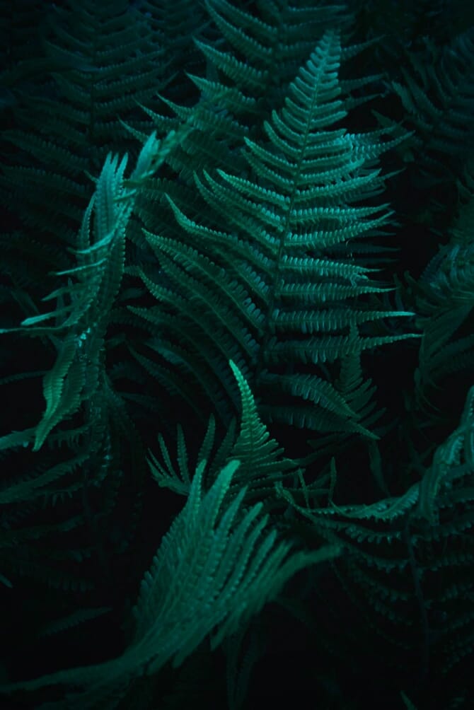 Ferns