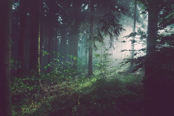 Forest Rays