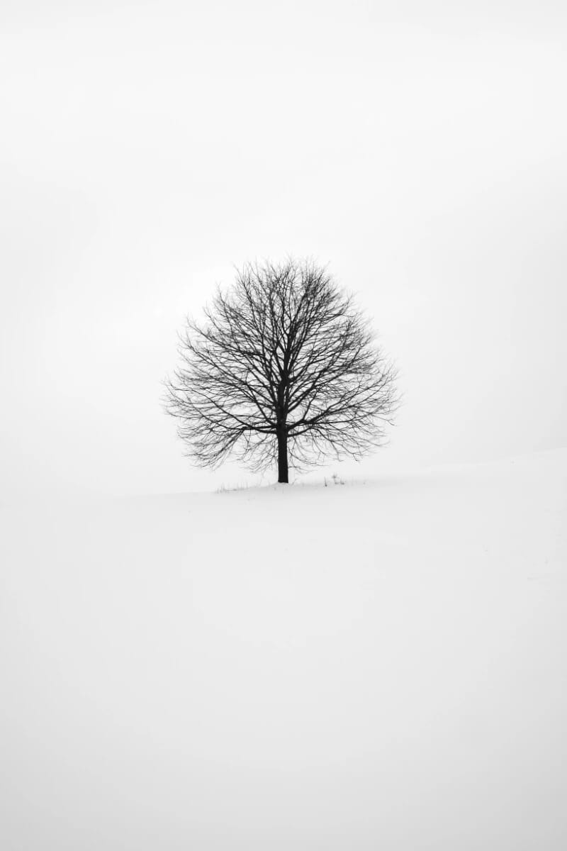 Winter Tree Leafless